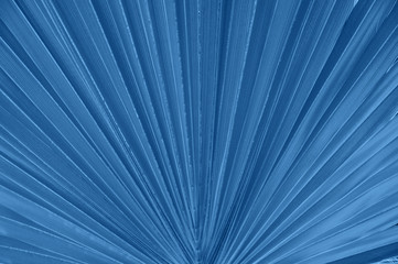Close up of palm leaf. Toned in blue color