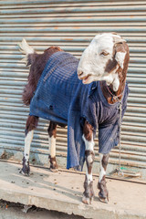Goat in a sweater in Lucknow, Uttar Pradesh state, India