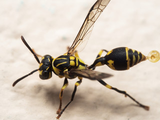 Macro Photo of Wasp on The Floor