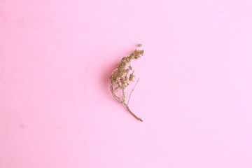 thyme branch on colorful background