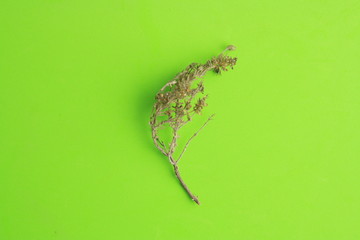 thyme branch on colorful background