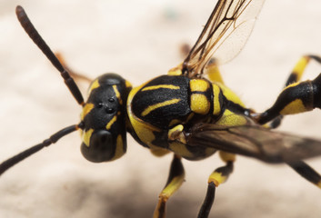 Macro Photo of Wasp on The Floor
