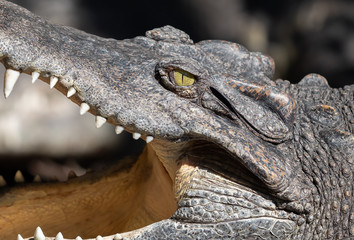 Close up Head of Crocodile was Sunbathing Isolated on Background