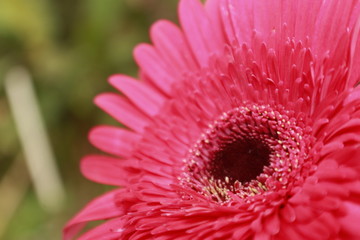Macro close up of Gerbera Flower.