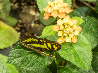 papillons exotiques dans une serre sur l'île de Noirmoutiers en France