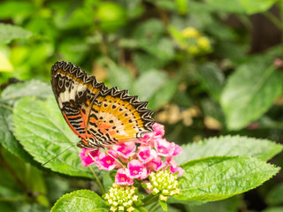 papillons exotiques dans une serre sur l'île de Noirmoutiers en France