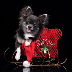 Cute young chihuahua dog sitting in a sled