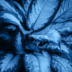 Close up of tropical leaves background. Toned.