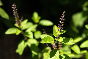 Leaf And Flower Of Holy Basil Thailand Herb, Black Background