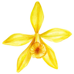 vanilla on an isolated white background watercolor painting, hand drawn, yellow flowers 