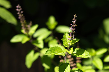 Fototapeta na wymiar Leaf And Flower Of Holy Basil Thailand Herb, Black Background