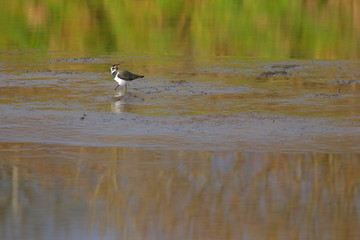  Northern lapwing (Vanellus vanellus) in Seaton Wetlands nature reserve, Devon