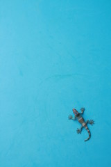 lizard shaped rubber toy in color background
