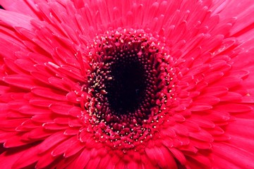 Macro close up of Gerbera Flower.