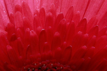 Macro close up of Red Gerbera Flower.