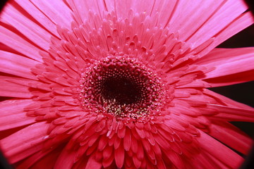 Macro close up of Gerbera Flower.