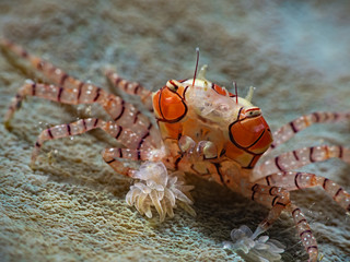 Mosaic Boxer Crab, Boxerkrabbe, Pompom-Krabbe (Lybia tesselata)