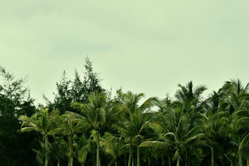 Obraz premium Palm trees against a cloudy sky in the evening. Natural background green color toned