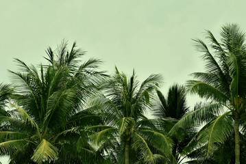 Fototapeta na wymiar Palm trees against a cloudy sky in the evening. Natural background green color toned