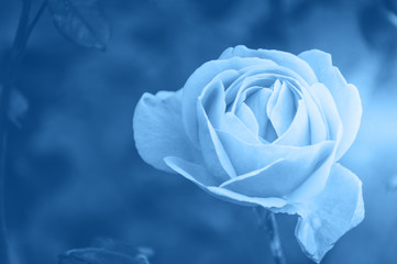 Close up of one rose flower. Toned in trendy color
