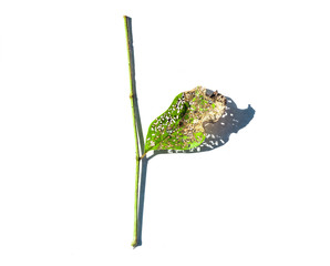 Green leaves that have holes from being eaten by worms on white background, Green leaf being eaten...