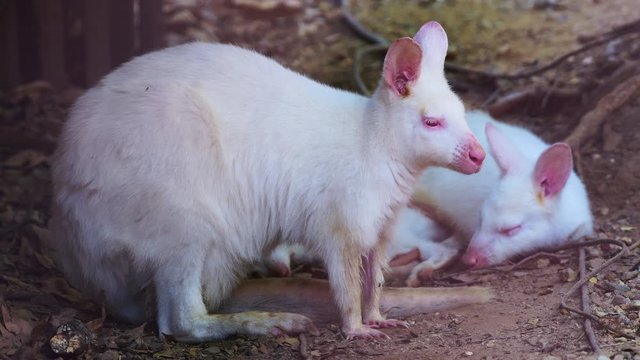 4K video of albino wallaby in Thai, Thailand.