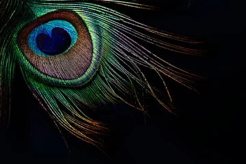 Keuken spatwand met foto Peacock feather on black background © chayanit