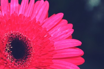 Macro close up of Gerbera Flower.
