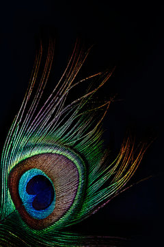 Peacock feather on black background Stock Photo | Adobe Stock