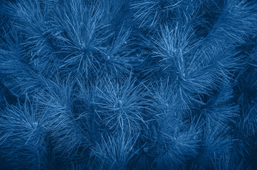 Fototapeta premium Close up of coniferales trees. Toned in blue color.