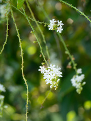 Chinese Rose or Citharexylum spinosum Linn.,flowers on tree.