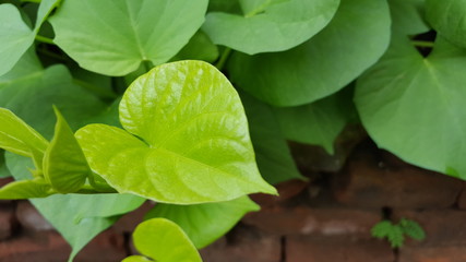 Green leaves with a natural texture, suitable for use as background images and educational material