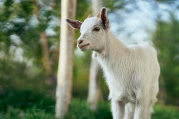 portrait of a goat
