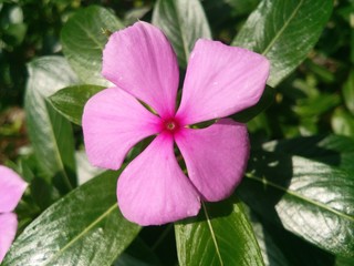 pink flower 