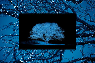 Christmas blue lights on a big tree in a dark sky Christmas background.