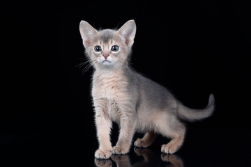Small kitten of abyssinian breed on a black background