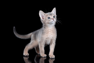 Small kitten of abyssinian breed on a black background