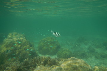 Sergeant fish swims in the water of the Pacific Ocean near the Fiji Islands