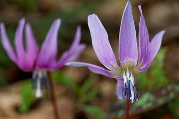 The close-up view of the dog's-tooth-violet