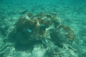 Sergeant fish swims in the water of the Pacific Ocean near the Fiji Islands