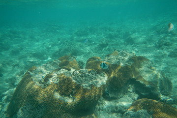Naklejka na ściany i meble Sergeant fish swims in the water of the Pacific Ocean near the Fiji Islands