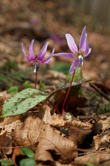 The dog's-tooth-violet in the forest