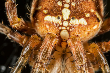 Macro detail of European garden spider