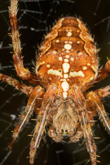 Macro detail of European garden spider