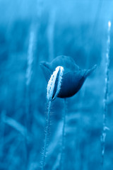 Blue poppy flowers in the oil seed rape fields