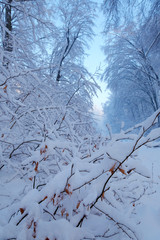 Morning in the forest after snowfall