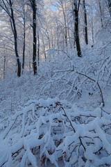 Morning in the forest after snowfall