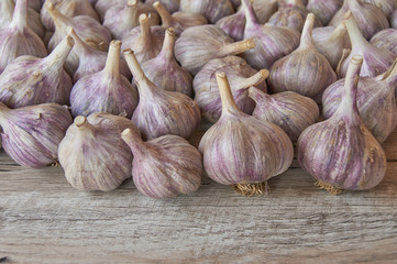 Fresh harvest of garlic on wooden table. Organic food concept