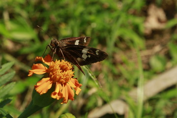 Skipper butterfly on flower