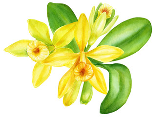 Fototapeta premium orchid vanilla flowers on an isolated white background, watercolor painting, hand drawn